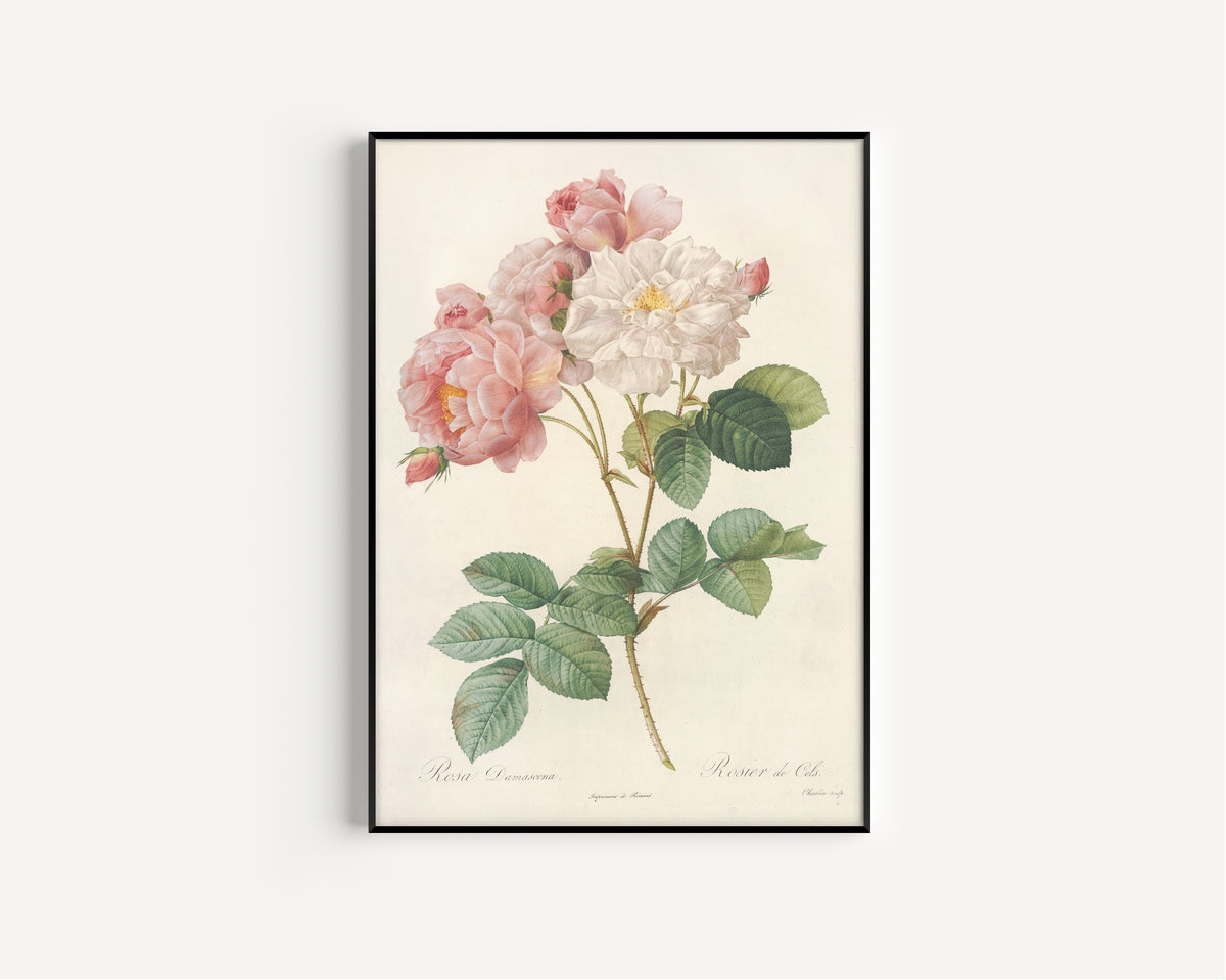 Pierre-Joseph Redouté — Les Roses: Rosa Damascena (Rosier de Cels) | Botanical Illustration Print