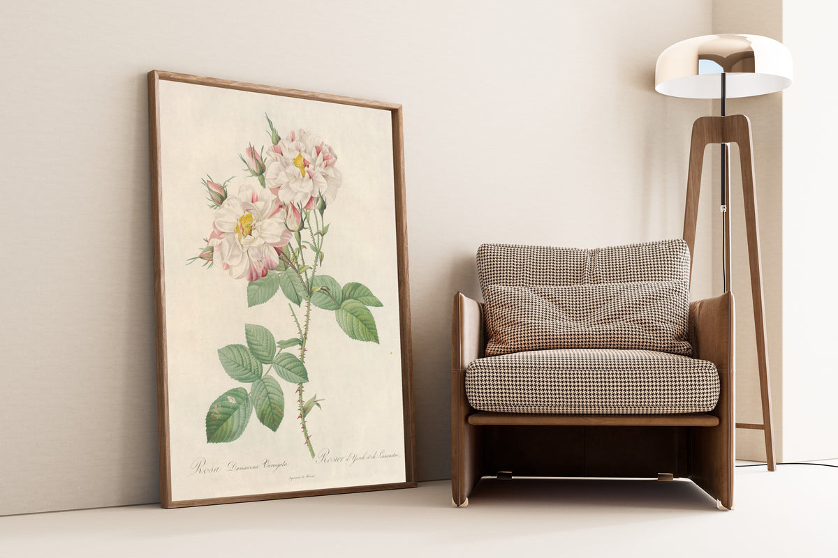 Framed art print of Les Roses: Rosa Damascena Variegata by Pierre-Joseph Redouté, leaning against a wall beside an armchair and a floor lamp
