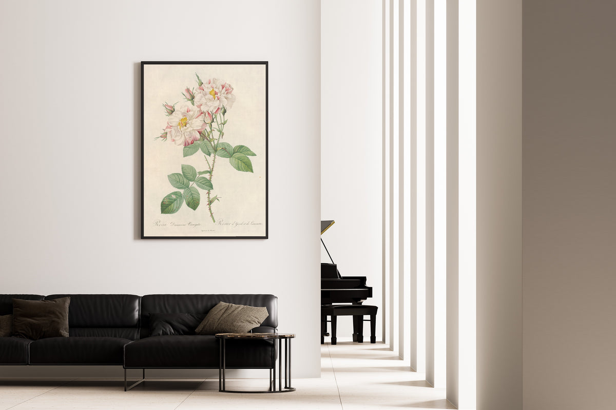 Framed art print of Les Roses: Rosa Damascena Variegata by Pierre-Joseph Redouté, on the wall of a minimal living room