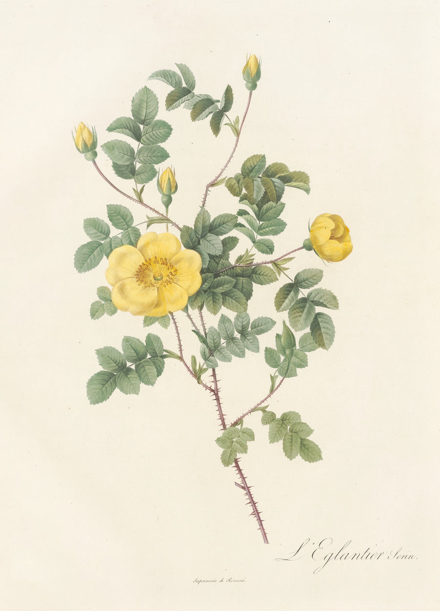 Pierre-Joseph Redouté — Les Roses: Rosa Eglanteria Luteola | Botanical Illustration Print shown to scale on a wall above a sofa