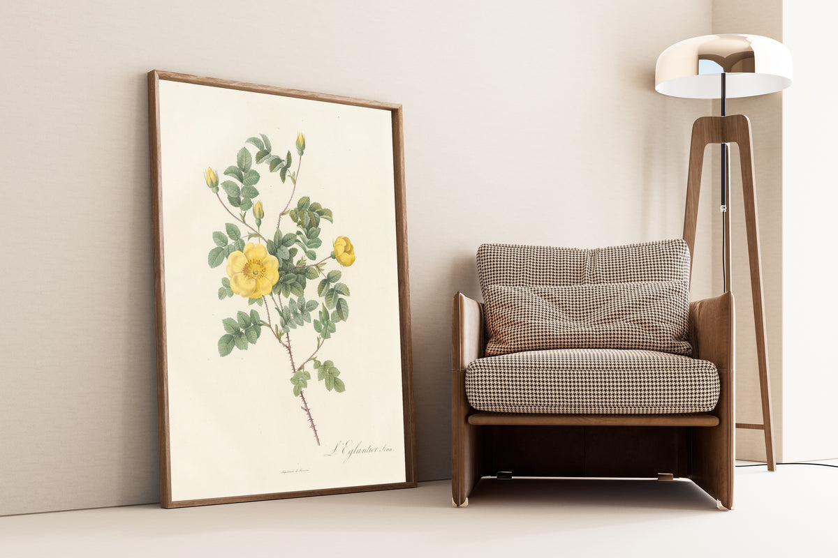 Framed art print of Les Roses: Rosa Eglanteria Luteola by Pierre-Joseph Redouté, leaning against a wall beside an armchair and a floor lamp