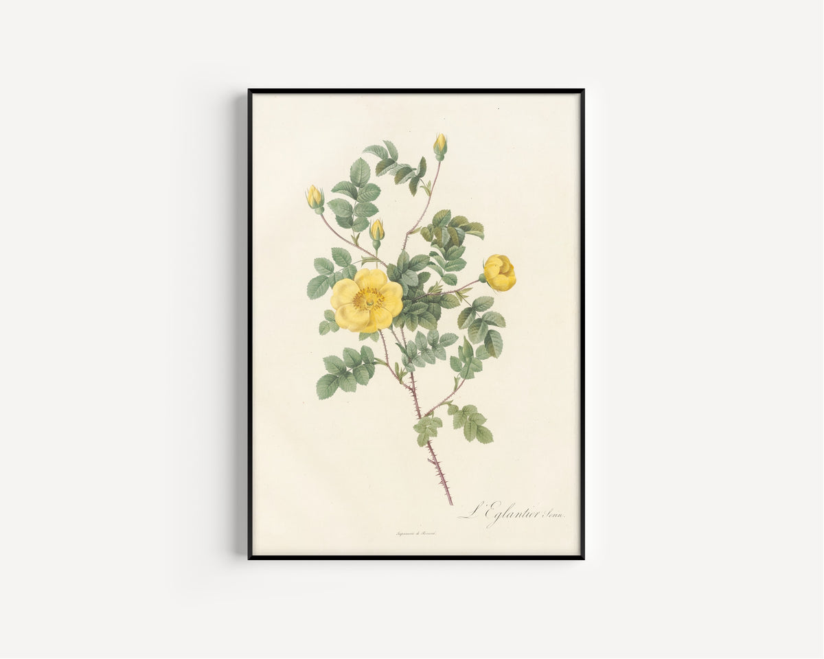 Framed art print of Les Roses: Rosa Eglanteria Luteola by Pierre-Joseph Redouté, in a slim black frame on a plain white wall