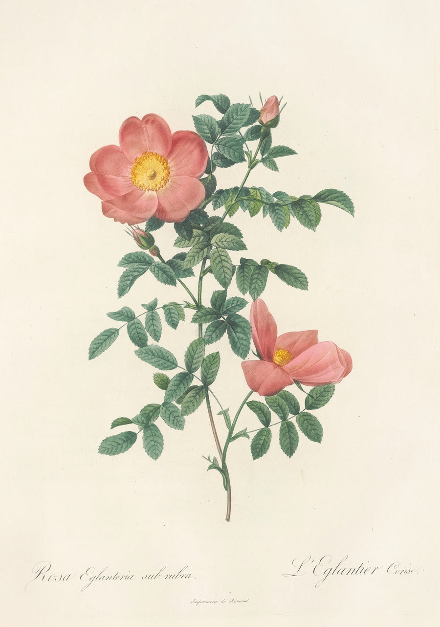 Pierre-Joseph Redouté — Les Roses: Rosa Eglanteria Sub Rubra | Botanical Illustration Print shown to scale on a wall above a sofa