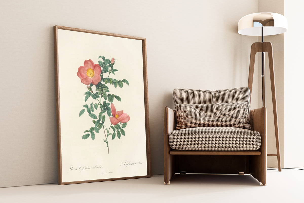 Framed art print of Les Roses: Rosa Eglanteria Sub Rubra by Pierre-Joseph Redouté, leaning against a wall beside an armchair and a floor lamp