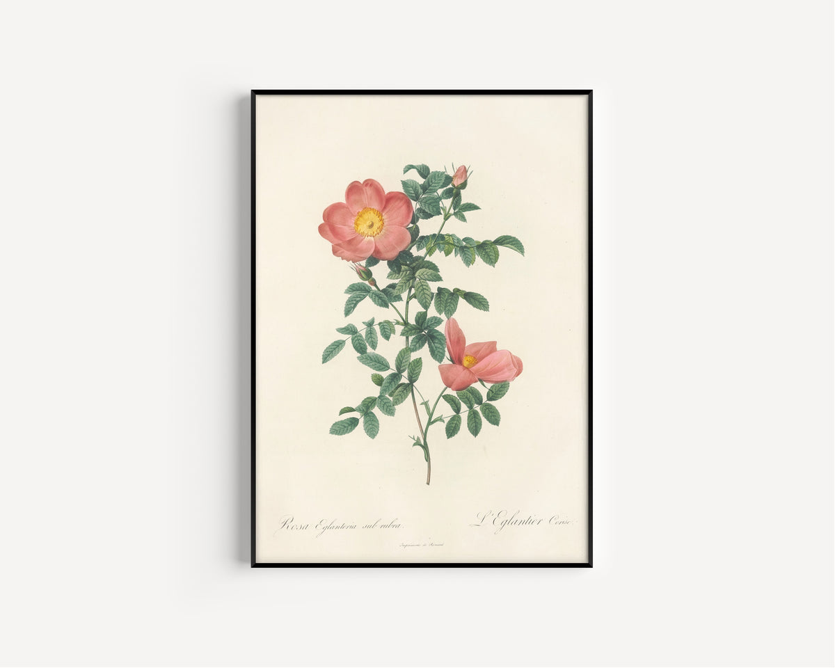 Framed art print of Les Roses: Rosa Eglanteria Sub Rubra by Pierre-Joseph Redouté, in a slim black frame on a plain white wall
