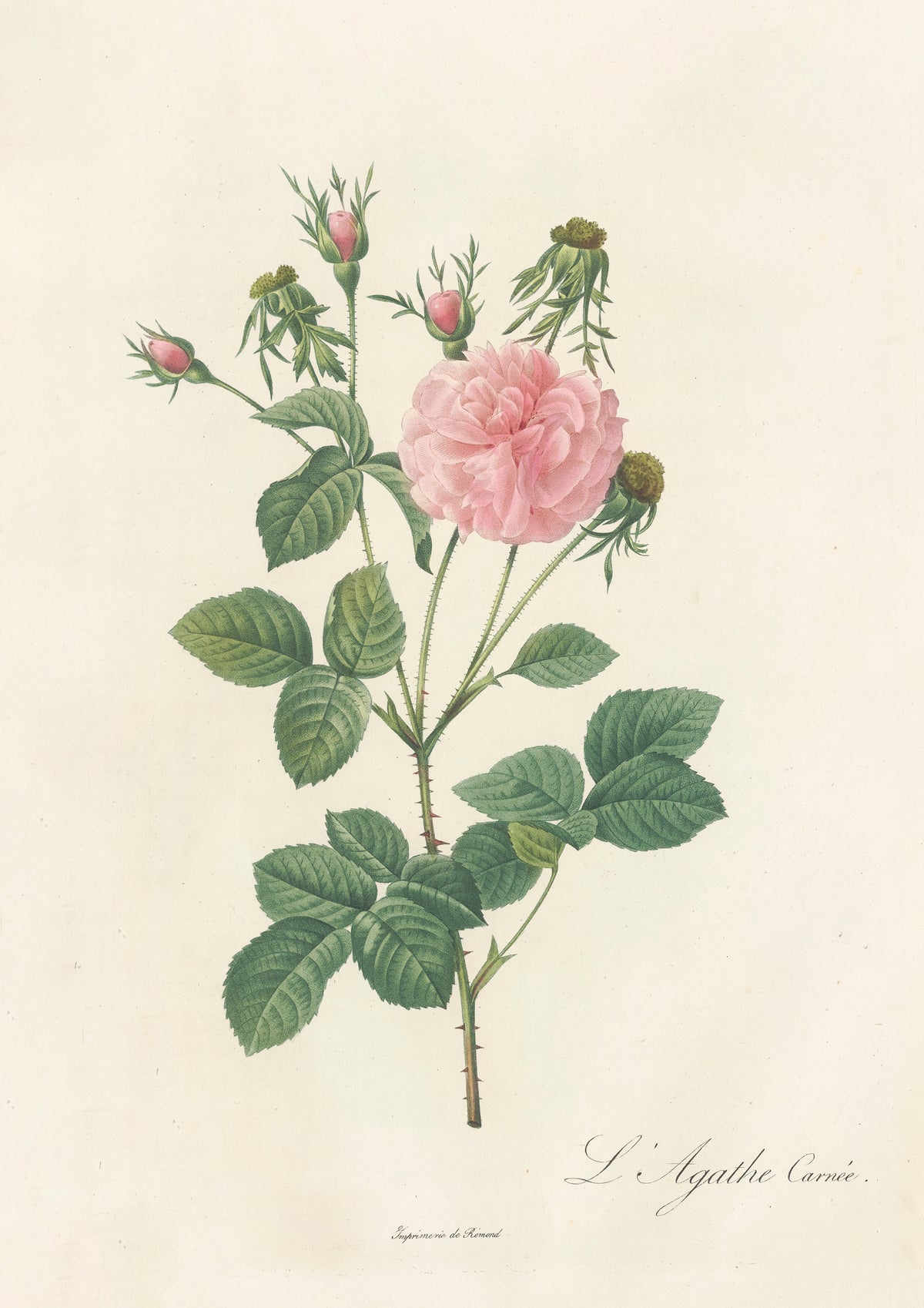 Les Roses: Rosa Gallica Agatha Incarnata by Pierre-Joseph Redouté — A soft pink double rose with three buds and three spent heads