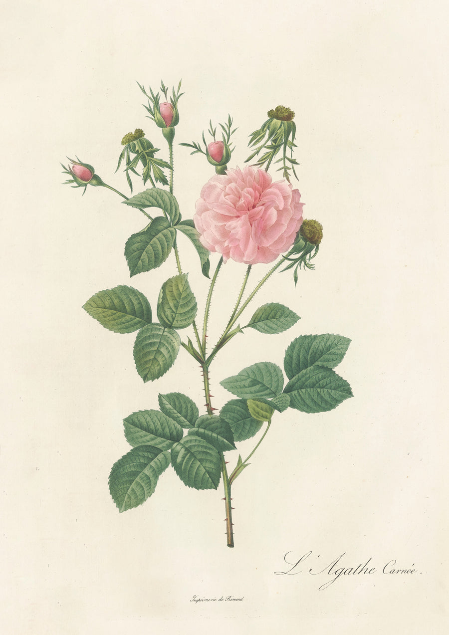 Pierre-Joseph Redouté — Les Roses: Rosa Gallica Agatha Incarnata | Botanical Illustration Print shown to scale on a wall above a sofa