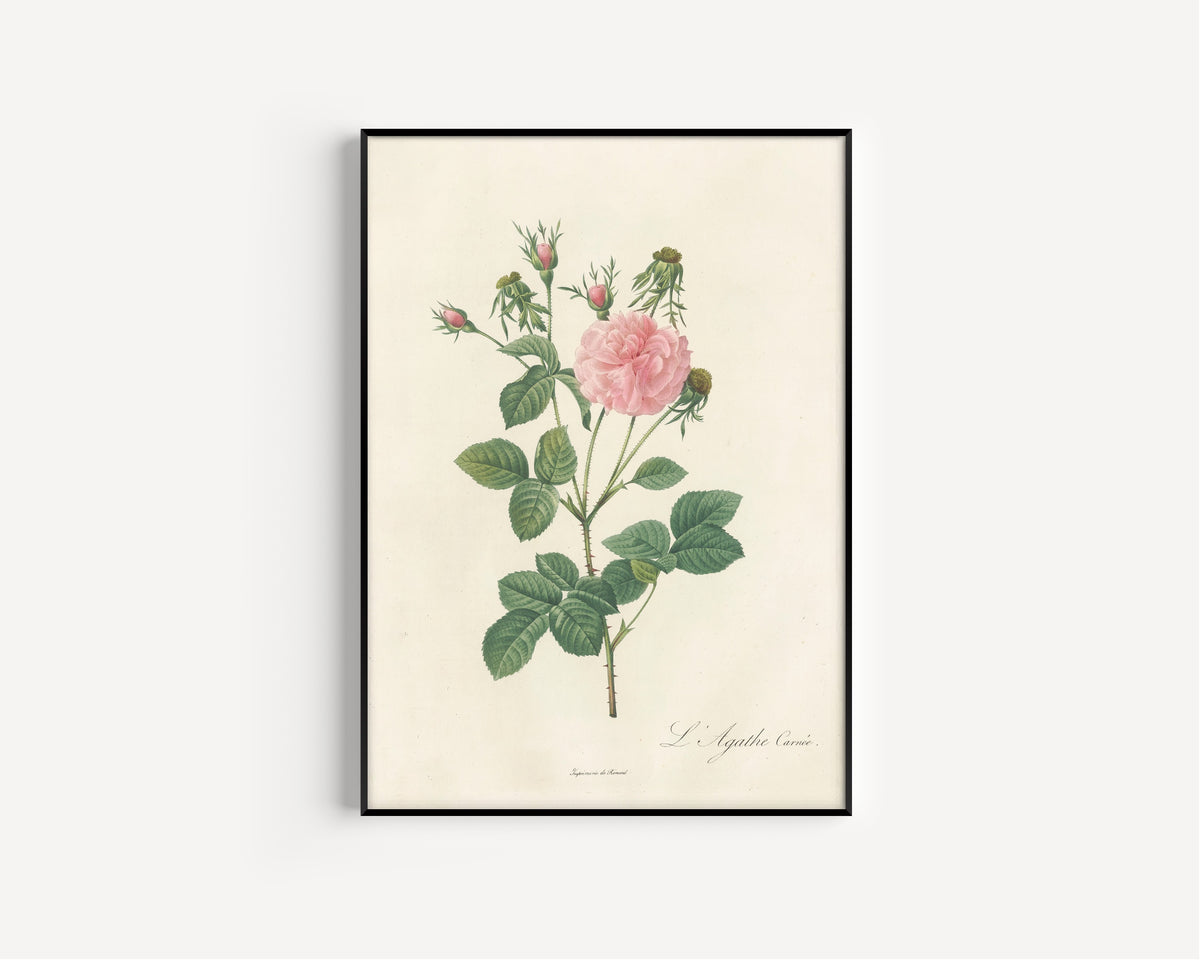 Framed art print of Les Roses: Rosa Gallica Agatha Incarnata by Pierre-Joseph Redouté, in a slim black frame on a plain white wall