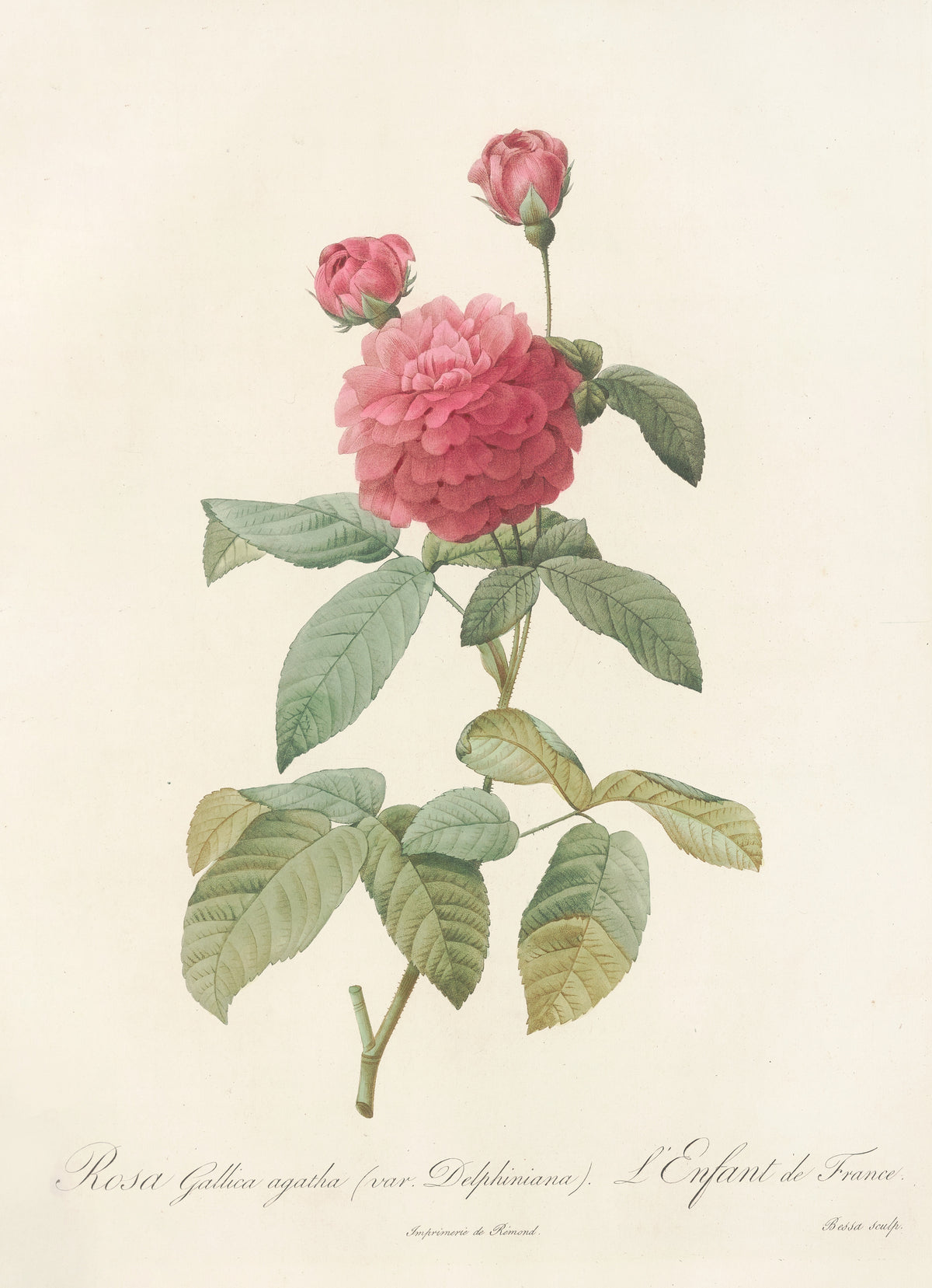 Les Roses: Rosa Gallica Agatha (Var. Delphiniana) by Pierre-Joseph Redouté — A full pink rose of tightly layered petals with two cupped buds