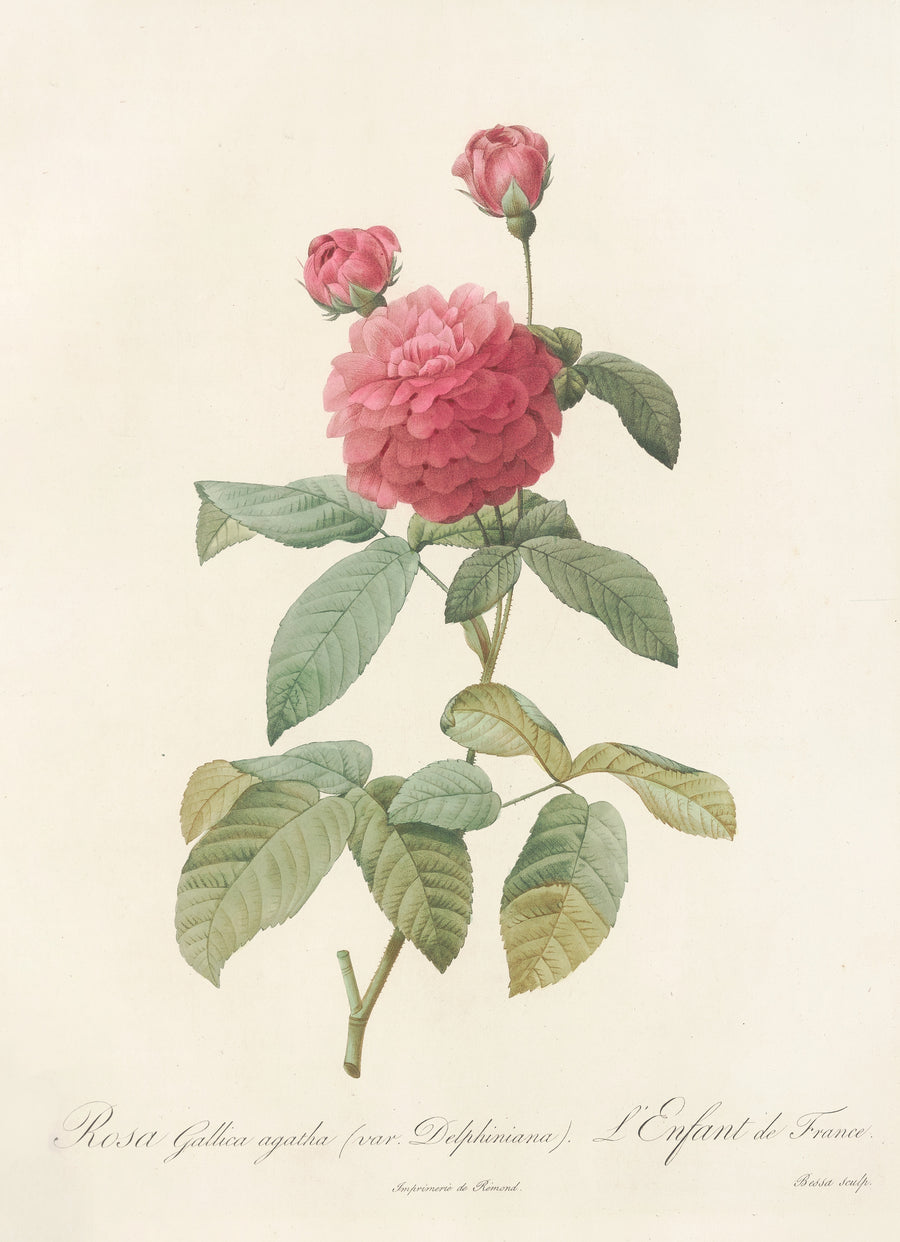 Pierre-Joseph Redouté — Les Roses: Rosa Gallica Agatha (Var. Delphiniana) | Botanical Illustration Print shown to scale on a wall above a sofa