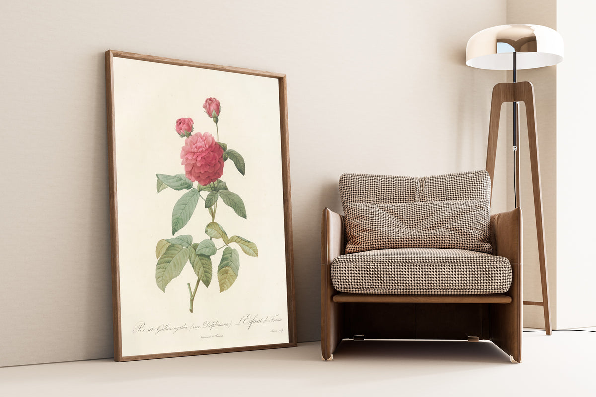 Framed art print of Les Roses: Rosa Gallica Agatha (Var. Delphiniana) by Pierre-Joseph Redouté, leaning against a wall beside an armchair and a floor lamp