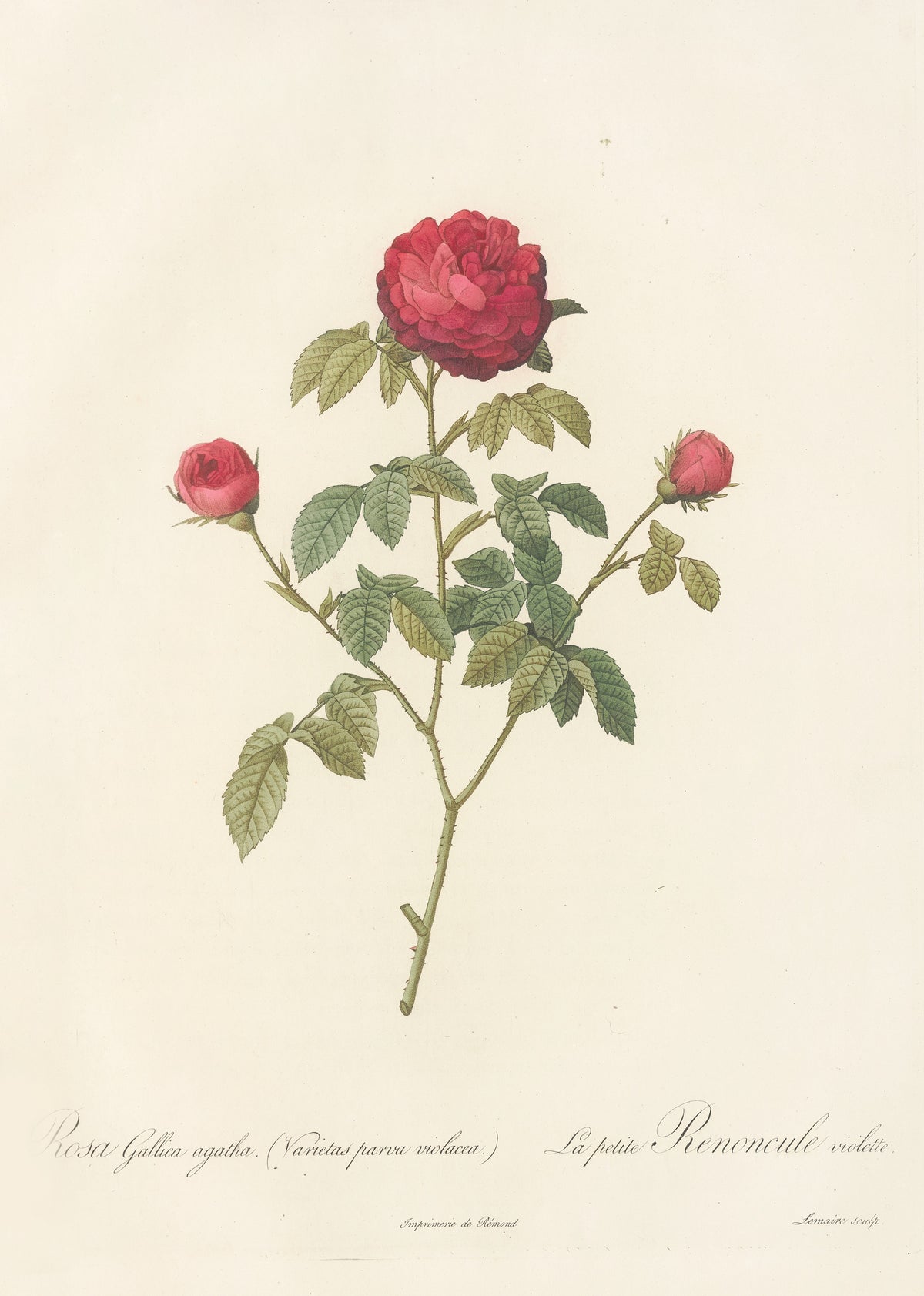 Les Roses: Rosa Gallica Agatha (Var. Parva Violacea) by Pierre-Joseph Redouté — A crimson double rose and two buds on a slender branching stem