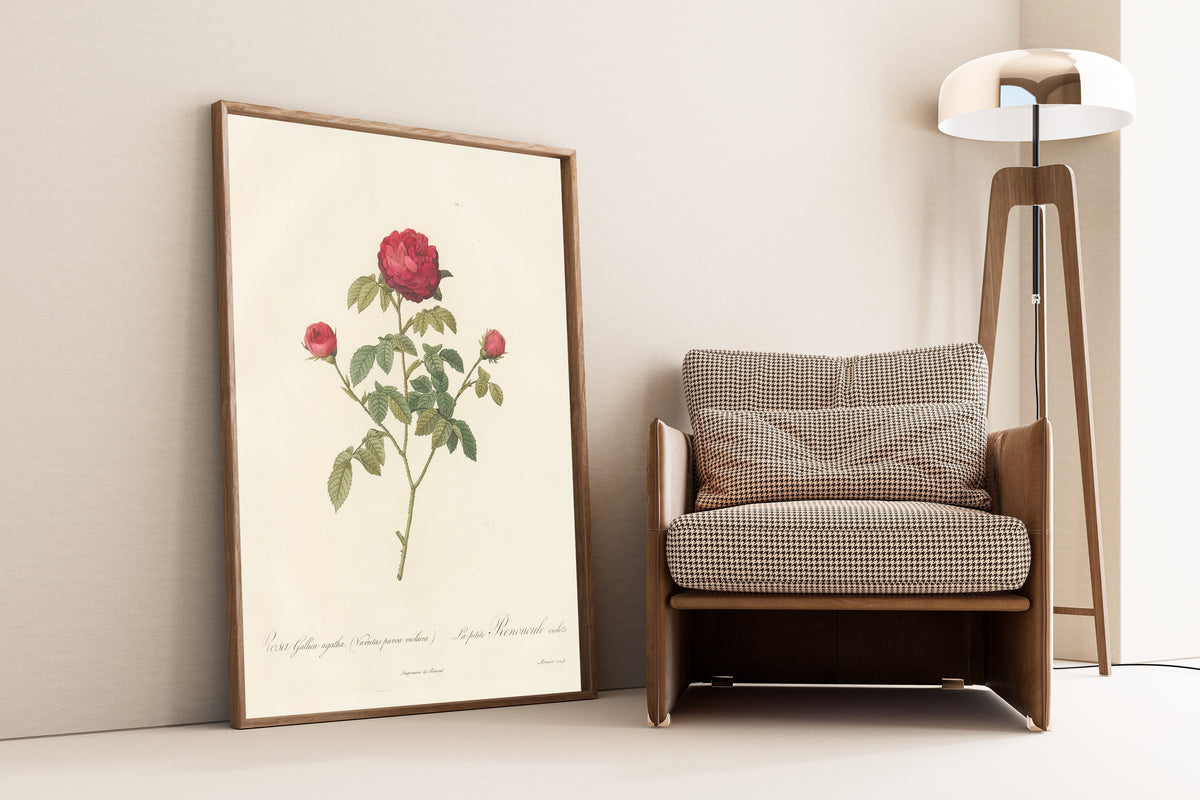 Framed art print of Les Roses: Rosa Gallica Agatha (Var. Parva Violacea) by Pierre-Joseph Redouté, leaning against a wall beside an armchair and a floor lamp