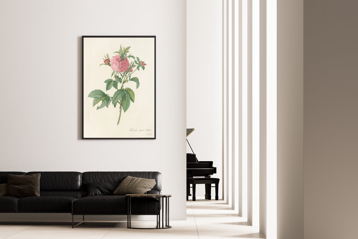 Framed art print of Les Roses: Rosa Gallica Agatha (Var. Prolifera) by Pierre-Joseph Redouté, on the wall of a minimal living room