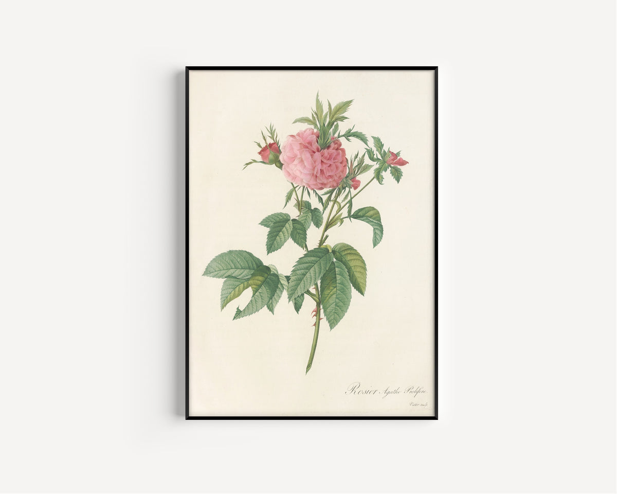 Framed art print of Les Roses: Rosa Gallica Agatha (Var. Prolifera) by Pierre-Joseph Redouté, in a slim black frame on a plain white wall