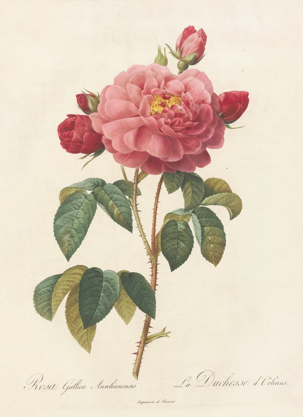 Pierre-Joseph Redouté — Les Roses: Rosa Gallica Aurelianensis (La Duchesse d'Orléans) | Botanical Illustration Print
