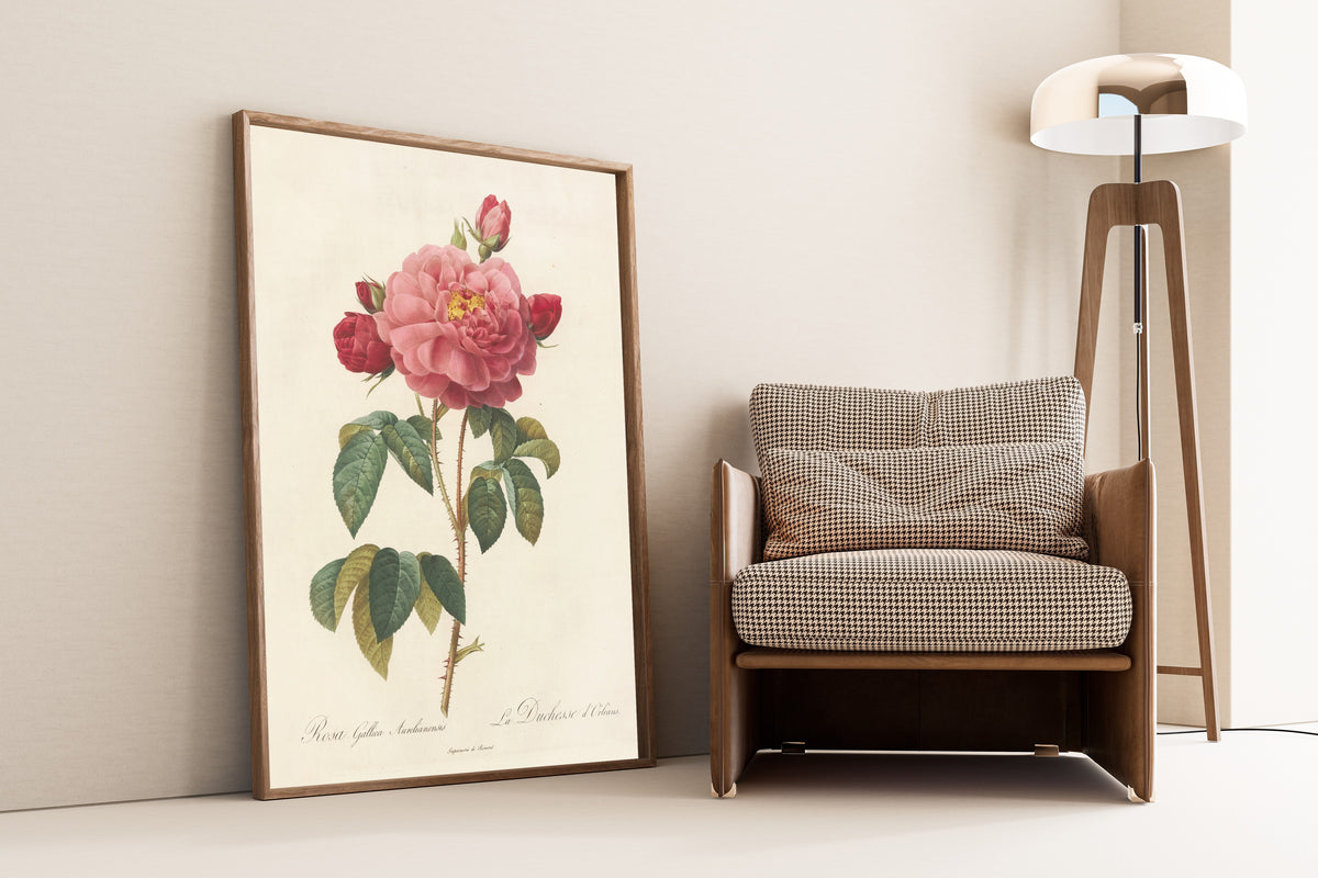 Pierre-Joseph Redouté — Les Roses: Rosa Gallica Aurelianensis (La Duchesse d'Orléans) | Botanical Illustration Print