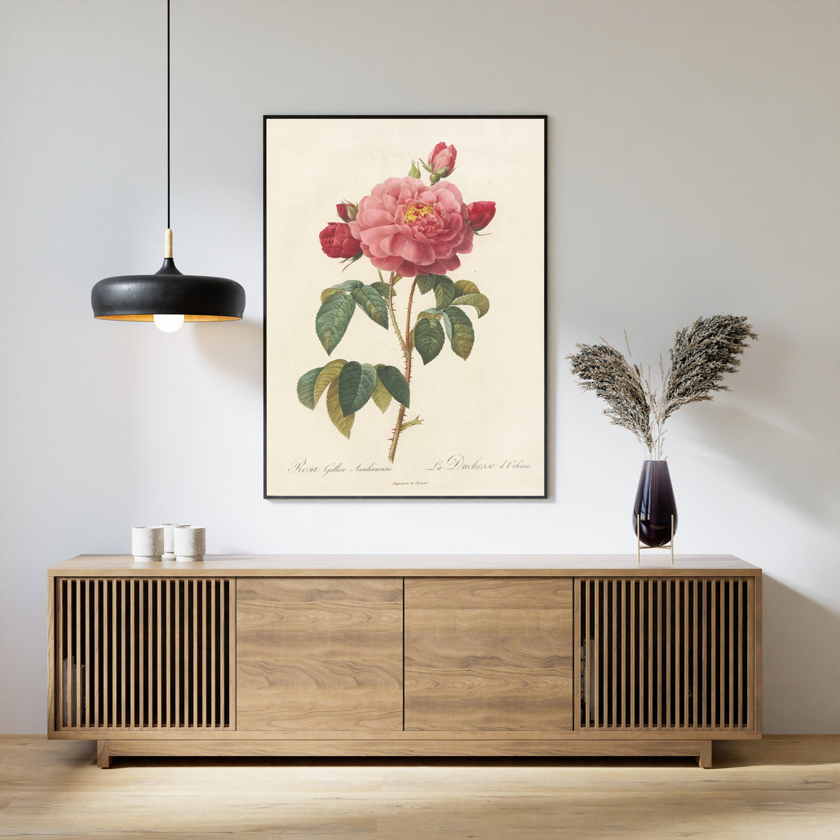 Pierre-Joseph Redouté — Les Roses: Rosa Gallica Aurelianensis (La Duchesse d'Orléans) | Botanical Illustration Print