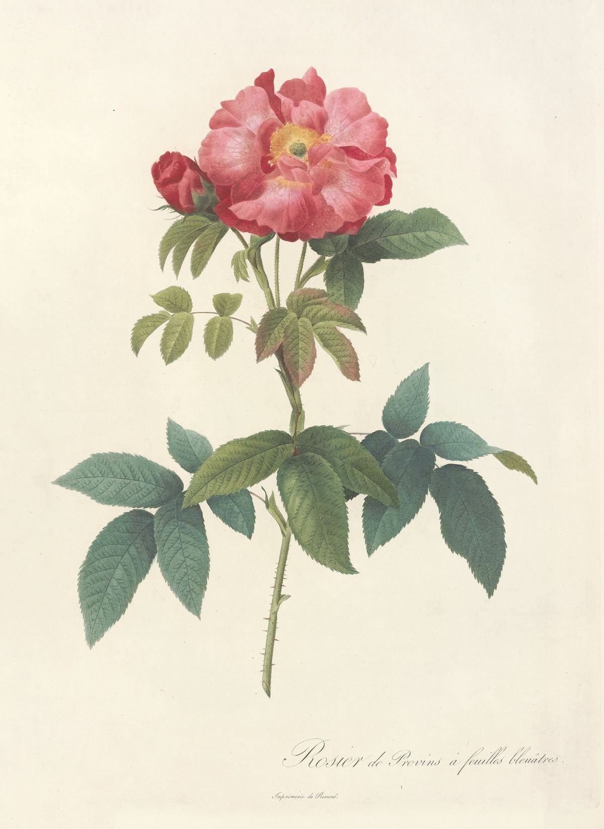 Les Roses: Rosa Gallica Caerulea by Pierre-Joseph Redouté — An open pink-crimson rose with a golden centre and a dark red bud