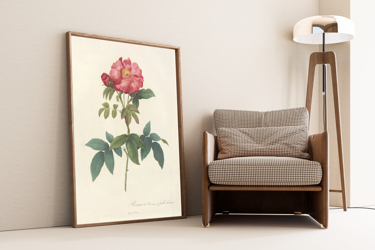 Framed art print of Les Roses: Rosa Gallica Caerulea by Pierre-Joseph Redouté, leaning against a wall beside an armchair and a floor lamp
