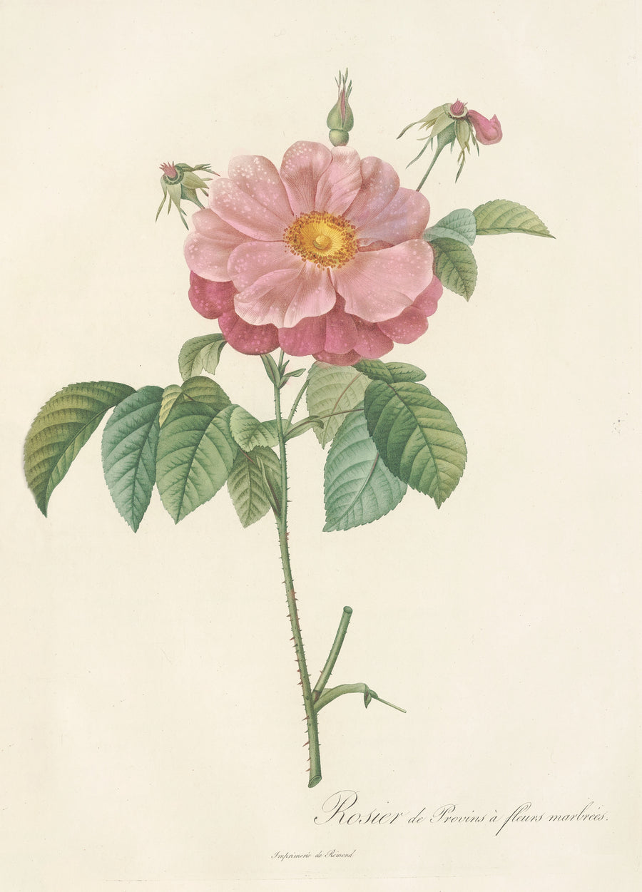 Pierre-Joseph Redouté — Les Roses: Rosa Gallica Flore Marmoreo | Botanical Illustration Print shown to scale on a wall above a sofa