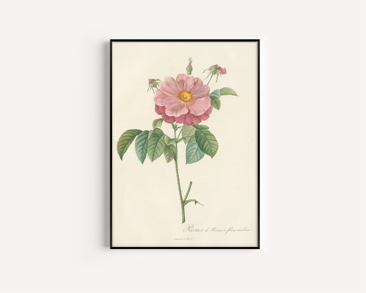 Framed art print of Les Roses: Rosa Gallica Flore Marmoreo by Pierre-Joseph Redouté, in a slim black frame on a plain white wall