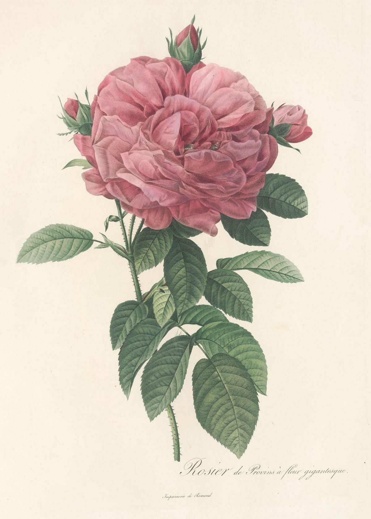 Les Roses: Rosa Gallica Flore giganteo by Pierre-Joseph Redouté — An oversized, loose-petalled pink rose filling the top of the plate