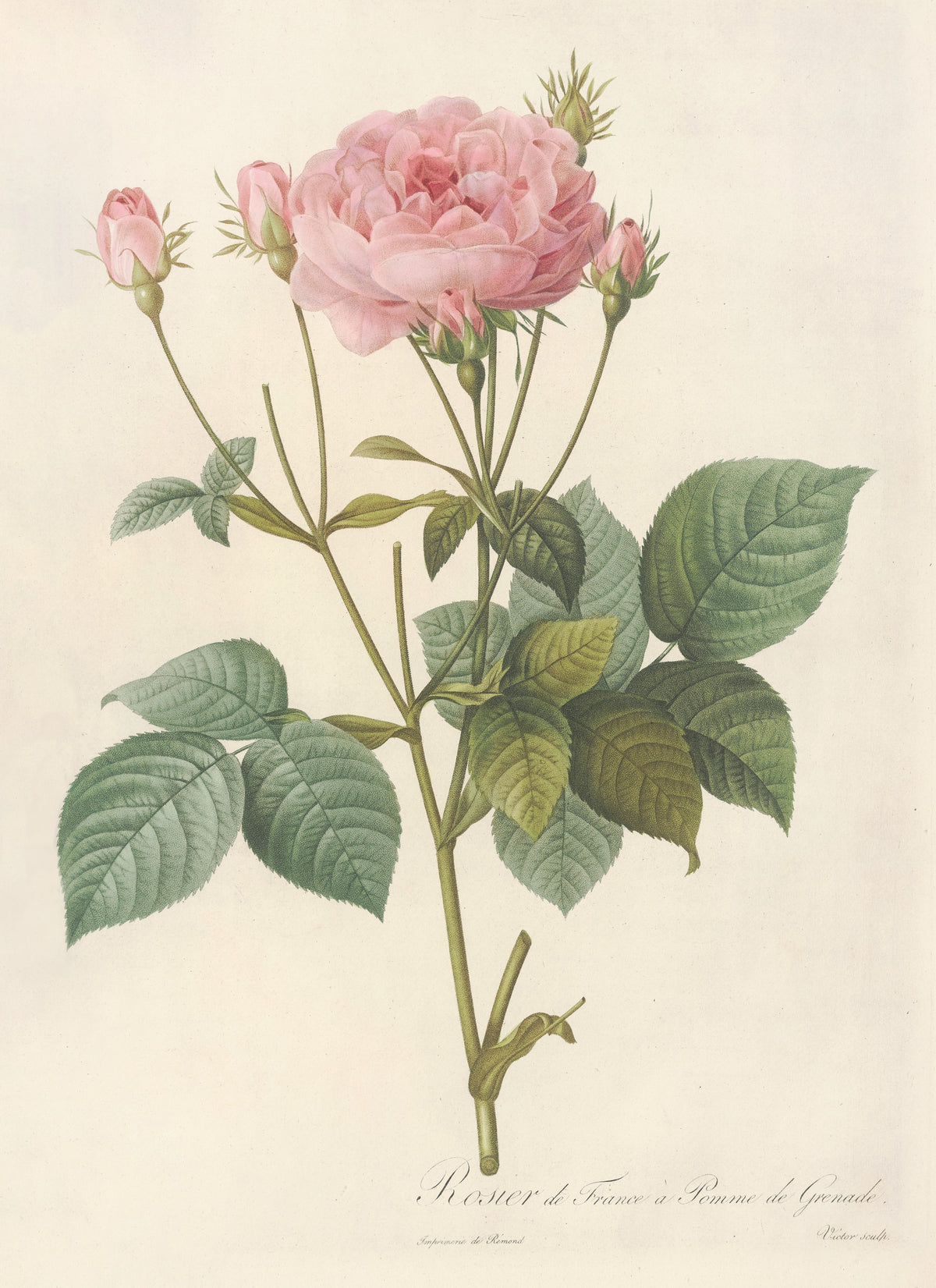 Les Roses: Rosa Gallica Granatus by Pierre-Joseph Redouté — A pink double rose and five buds on slender arching stalks