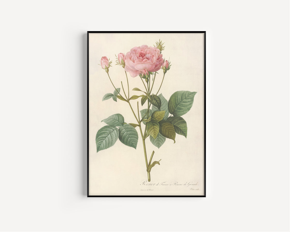 Framed art print of Les Roses: Rosa Gallica Granatus by Pierre-Joseph Redouté, in a slim black frame on a plain white wall