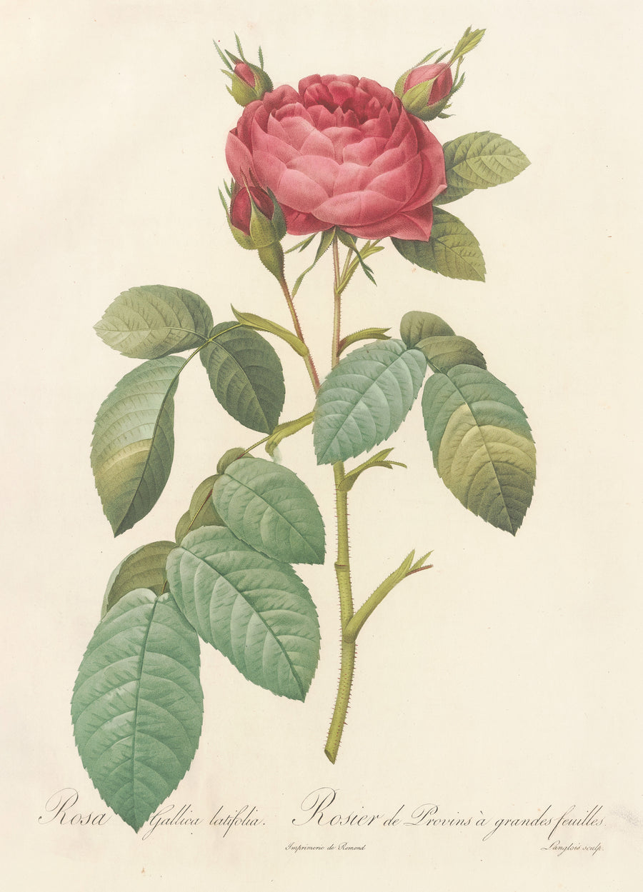 Pierre-Joseph Redouté — Les Roses: Rosa Gallica Latifolia | Botanical Illustration Print shown to scale on a wall above a sofa