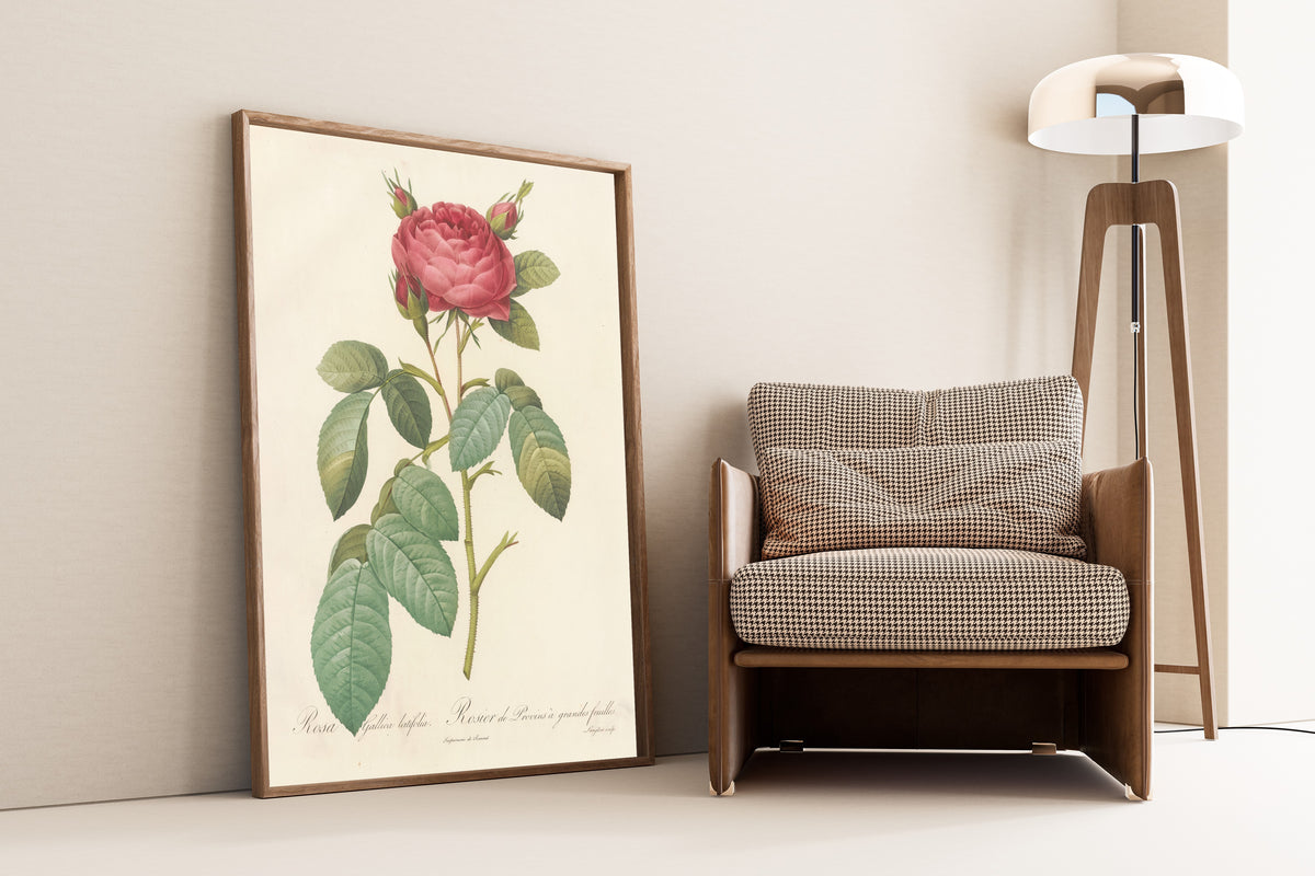 Framed art print of Les Roses: Rosa Gallica Latifolia by Pierre-Joseph Redouté, leaning against a wall beside an armchair and a floor lamp