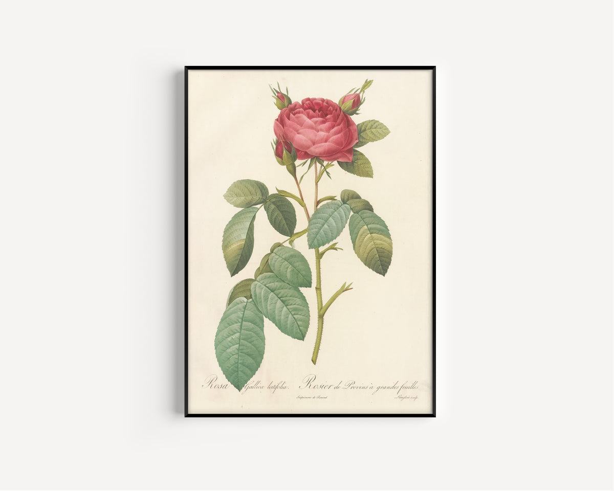 Framed art print of Les Roses: Rosa Gallica Latifolia by Pierre-Joseph Redouté, in a slim black frame on a plain white wall