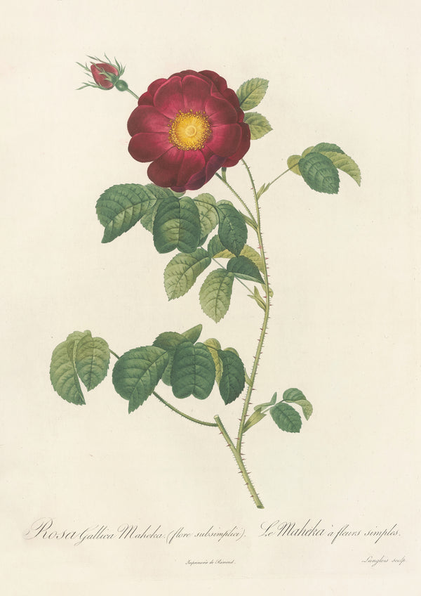 Pierre-Joseph Redouté — Les Roses: Rosa Gallica Maheka (Flore Subsimplici) | Botanical Illustration Print