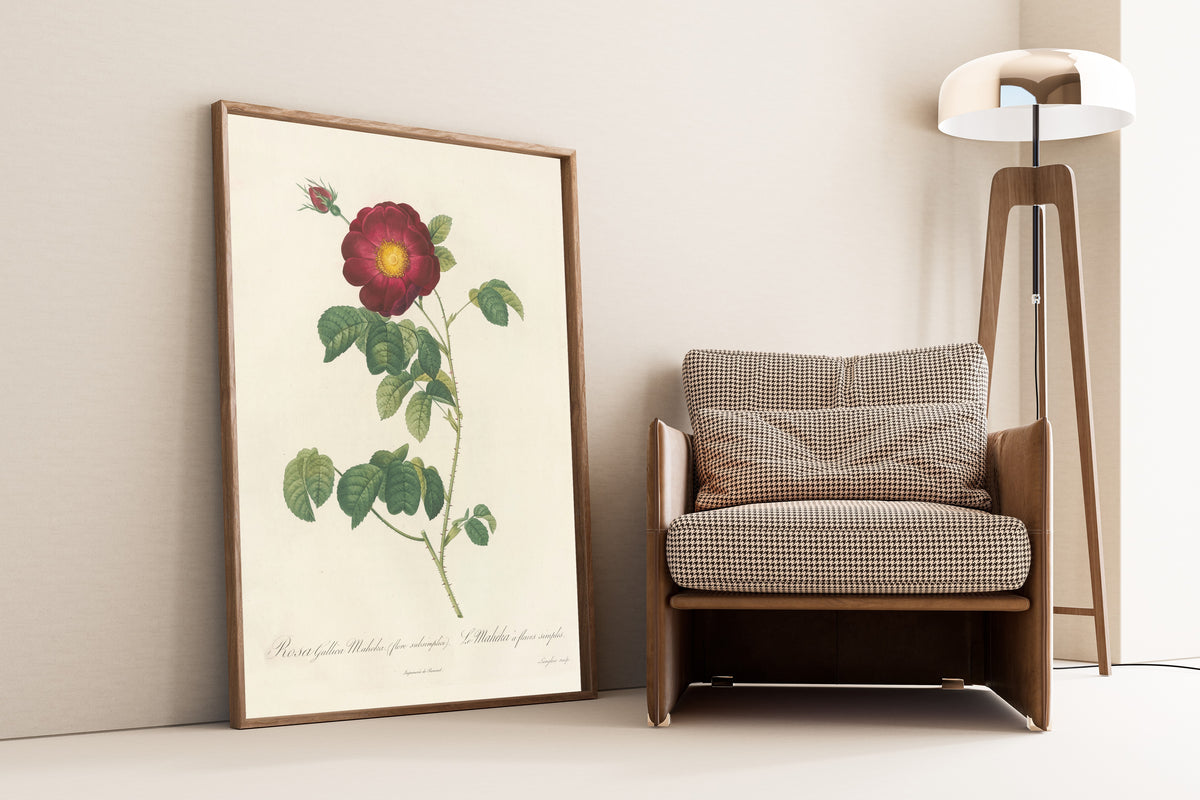 Pierre-Joseph Redouté — Les Roses: Rosa Gallica Maheka (Flore Subsimplici) | Botanical Illustration Print