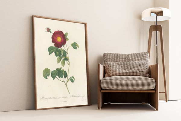 Pierre-Joseph Redouté — Les Roses: Rosa Gallica Maheka (Flore Subsimplici) | Botanical Illustration Print