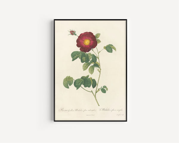 Pierre-Joseph Redouté — Les Roses: Rosa Gallica Maheka (Flore Subsimplici) | Botanical Illustration Print