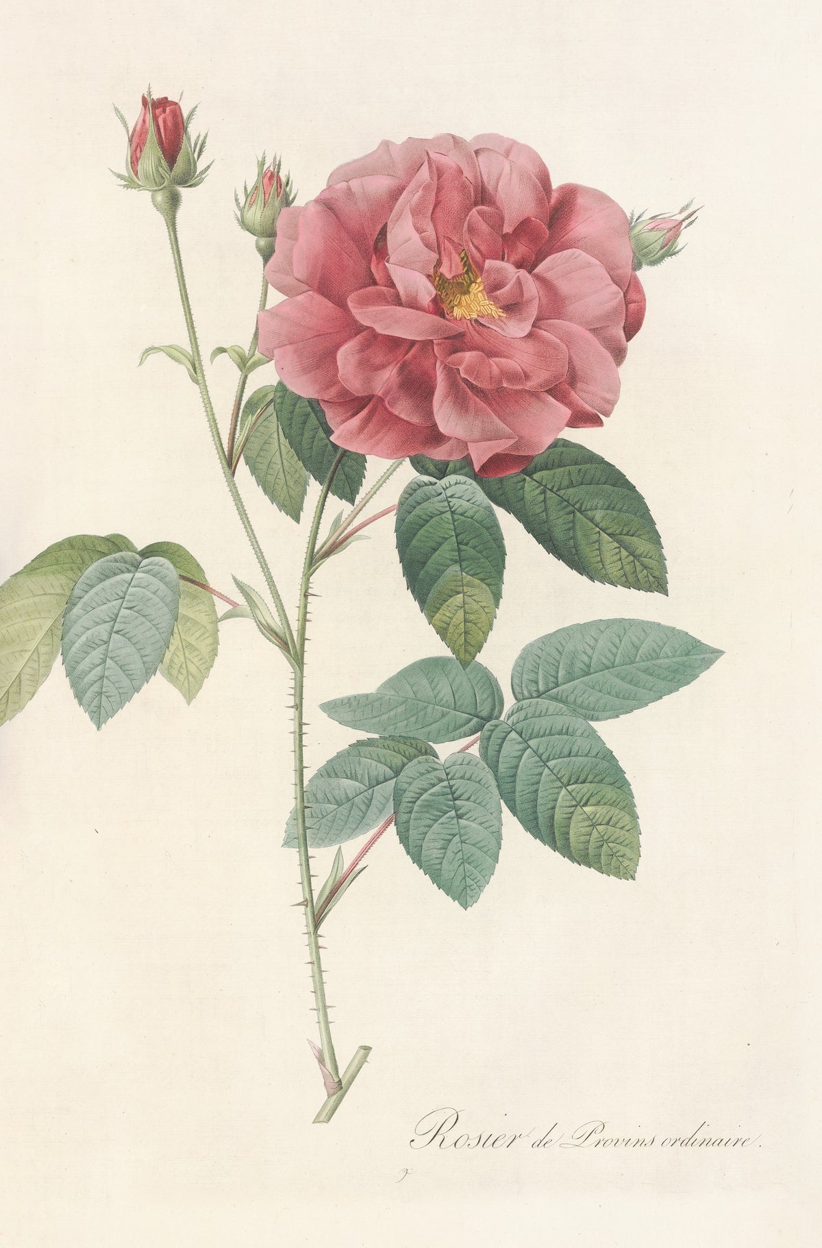 Les Roses: Rosa Gallica Officinalis by Pierre-Joseph Redouté — A rosy semi-double rose with three buds on a slender thorned stem