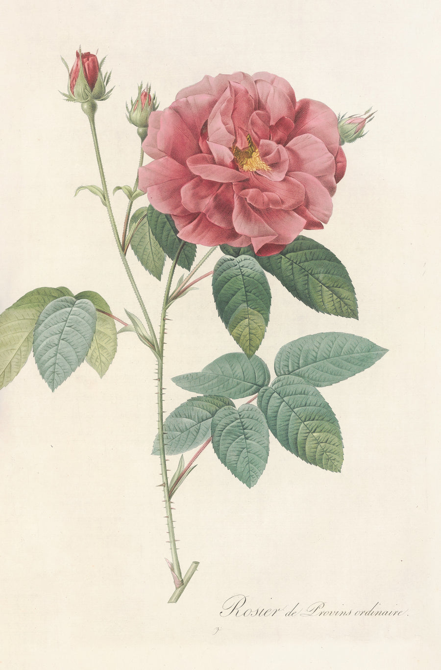 Pierre-Joseph Redouté — Les Roses: Rosa Gallica Officinalis | Botanical Illustration Print shown to scale on a wall above a sofa