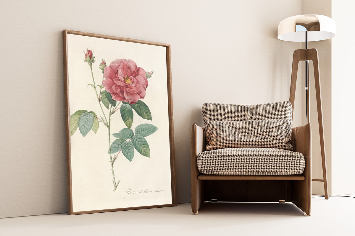 Framed art print of Les Roses: Rosa Gallica Officinalis by Pierre-Joseph Redouté, leaning against a wall beside an armchair and a floor lamp