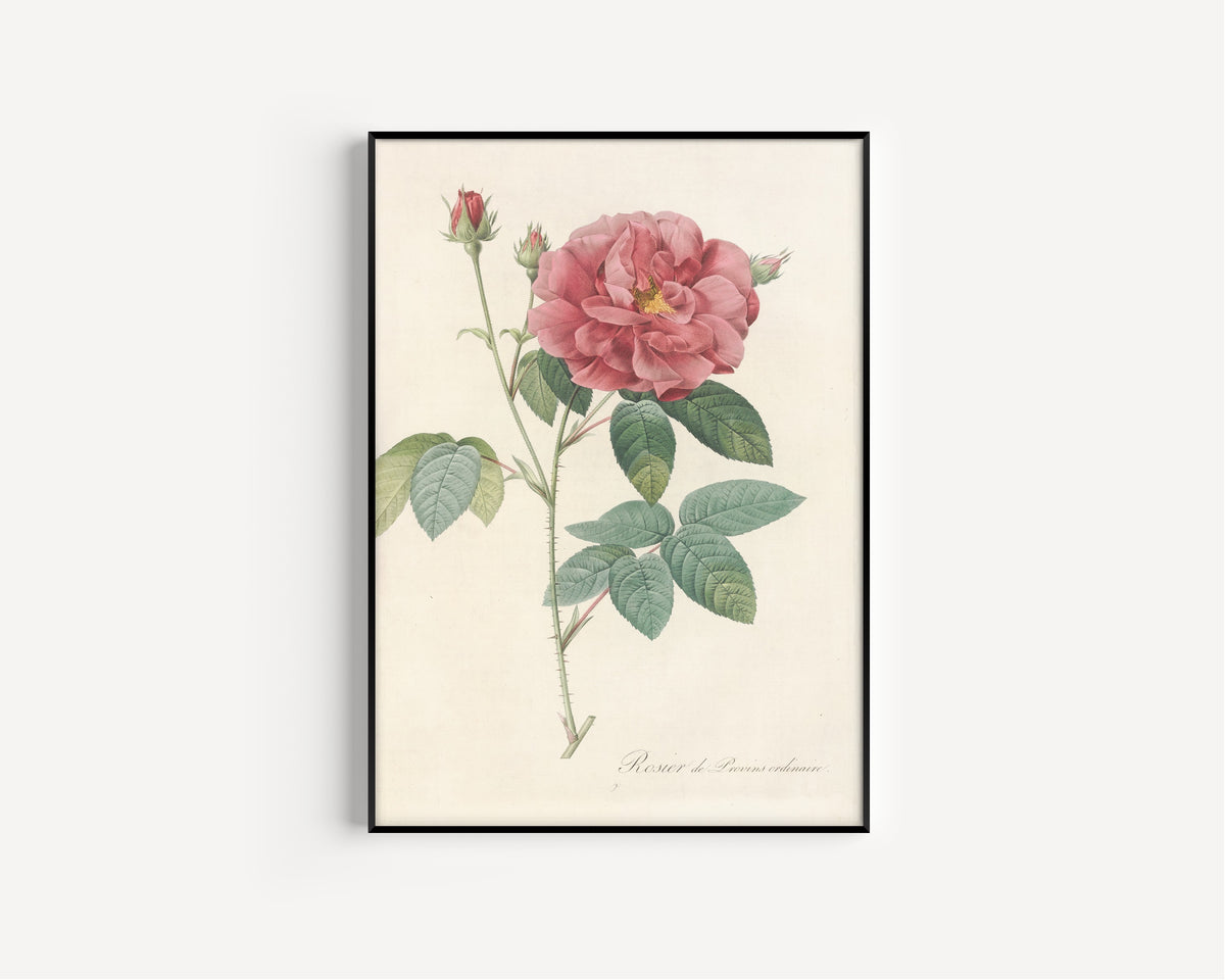 Framed art print of Les Roses: Rosa Gallica Officinalis by Pierre-Joseph Redouté, in a slim black frame on a plain white wall