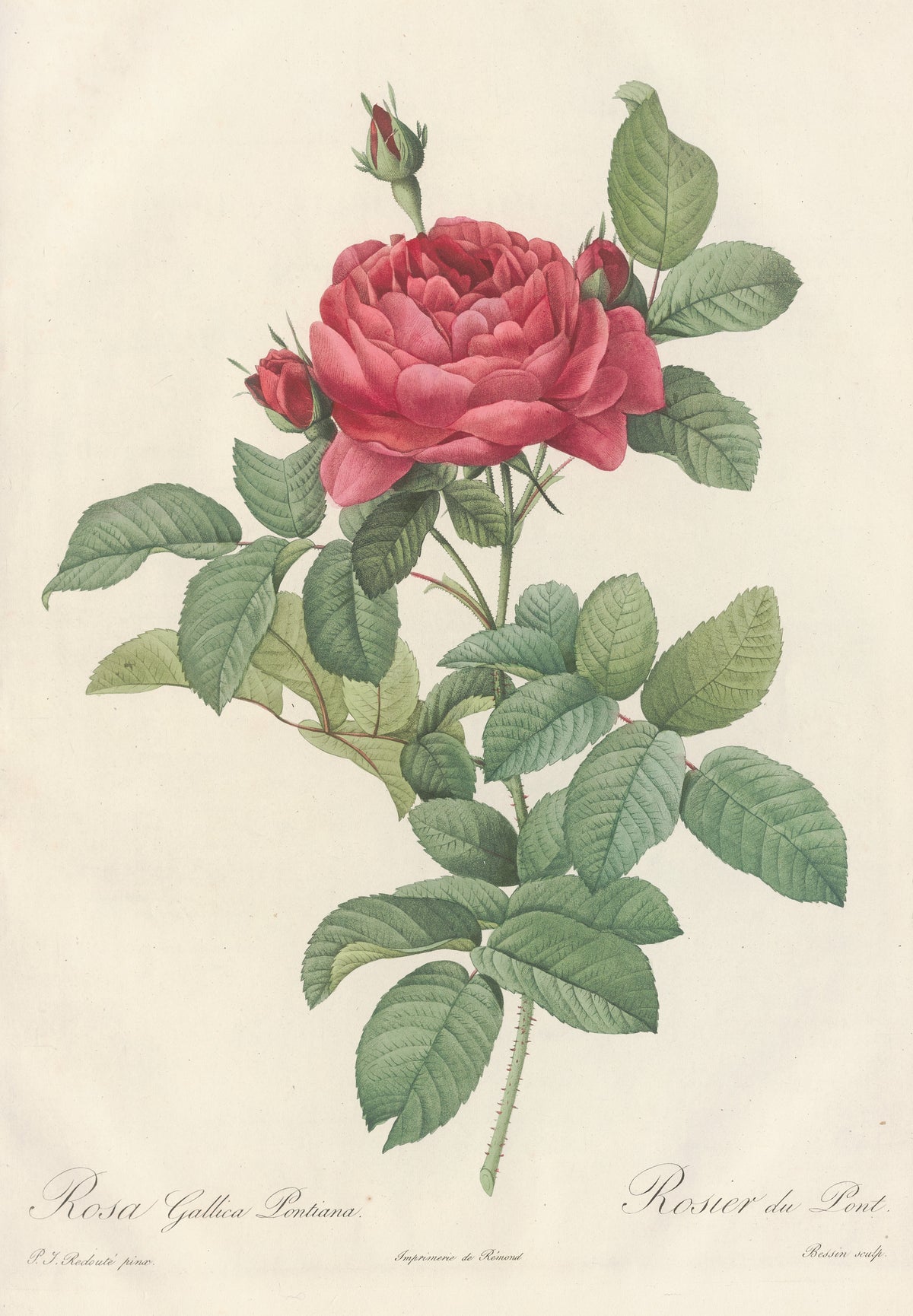 Les Roses: Rosa Gallica Pontiana by Pierre-Joseph Redouté — A deep crimson double rose with three buds above broad leaves