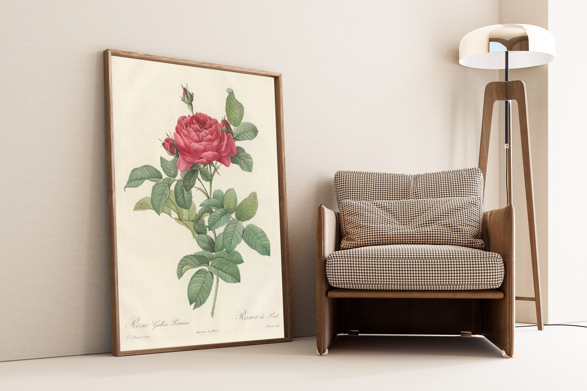 Framed art print of Les Roses: Rosa Gallica Pontiana by Pierre-Joseph Redouté, leaning against a wall beside an armchair and a floor lamp