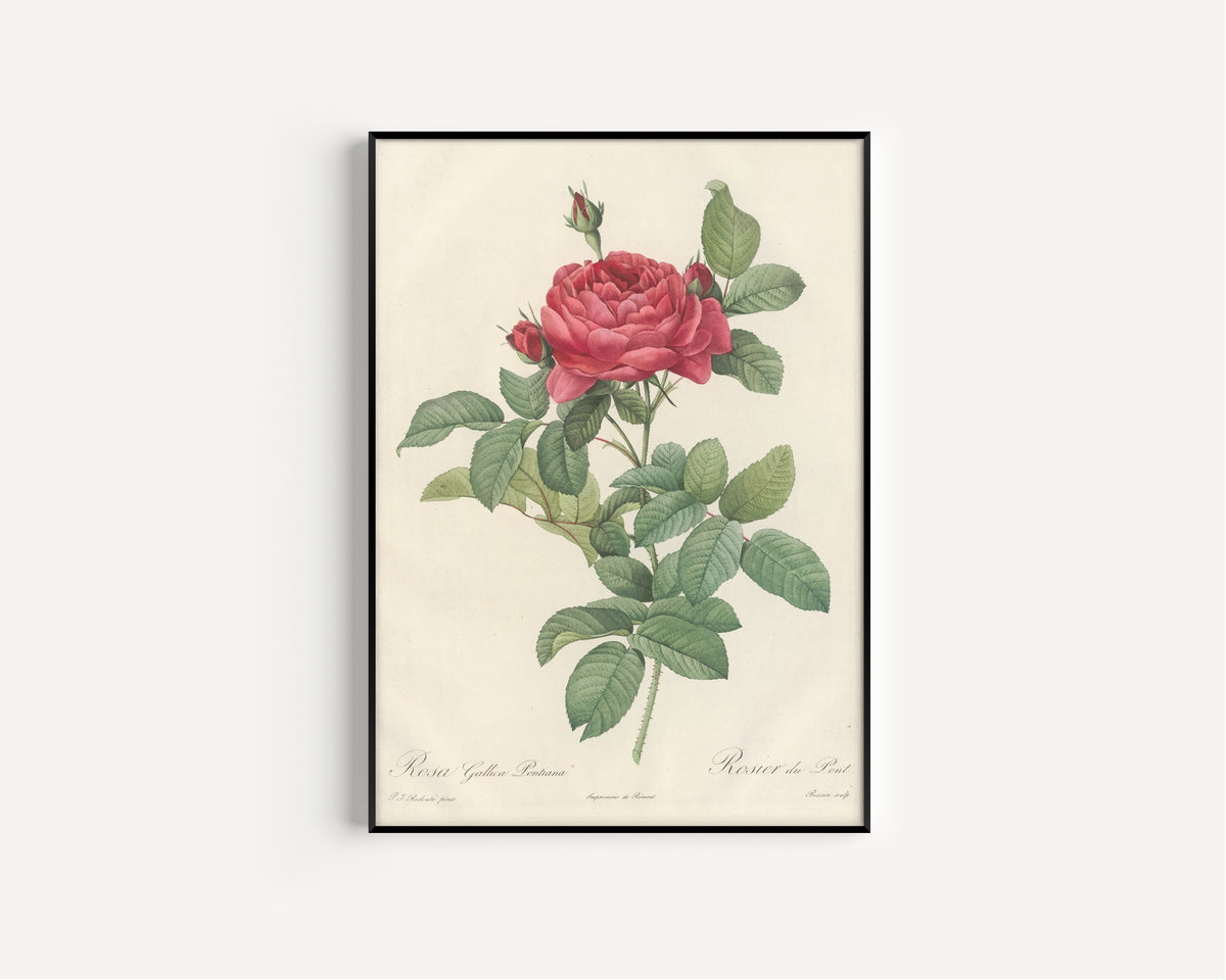 Framed art print of Les Roses: Rosa Gallica Pontiana by Pierre-Joseph Redouté, in a slim black frame on a plain white wall