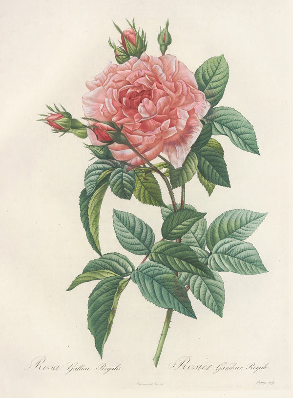 Pierre-Joseph Redouté — Les Roses: Rosa Gallica Regalis | Botanical Illustration Print