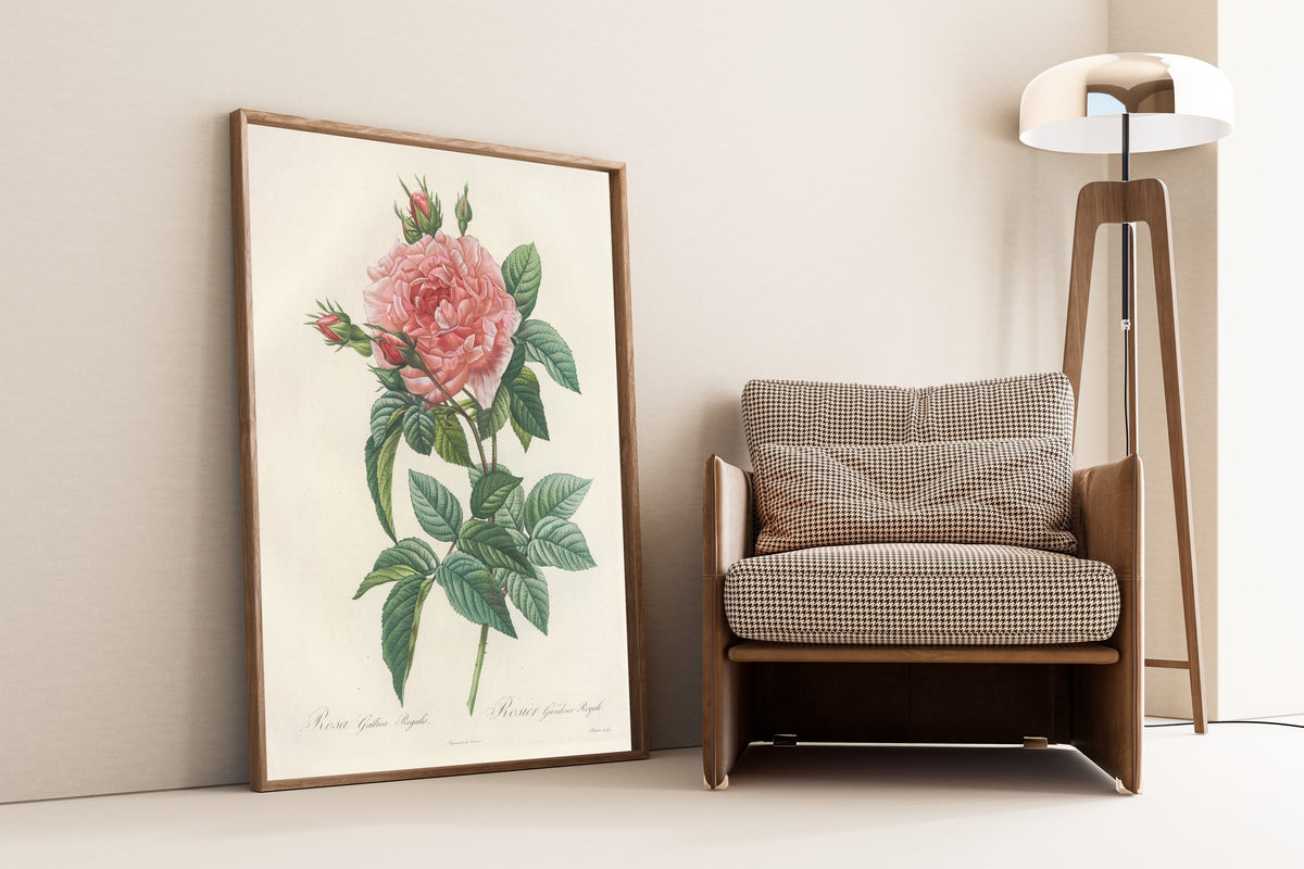 Pierre-Joseph Redouté — Les Roses: Rosa Gallica Regalis | Botanical Illustration Print
