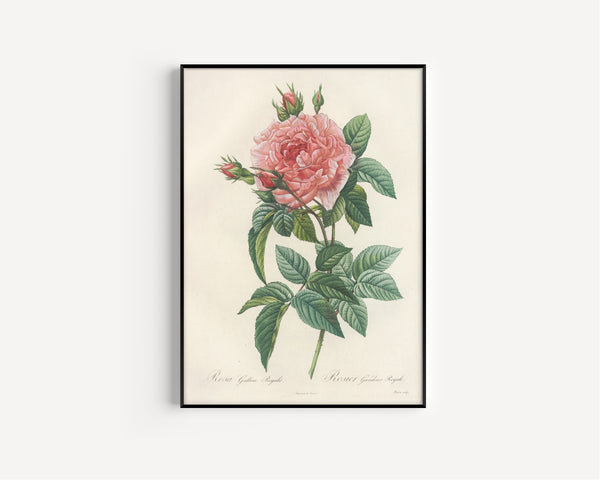 Pierre-Joseph Redouté — Les Roses: Rosa Gallica Regalis | Botanical Illustration Print