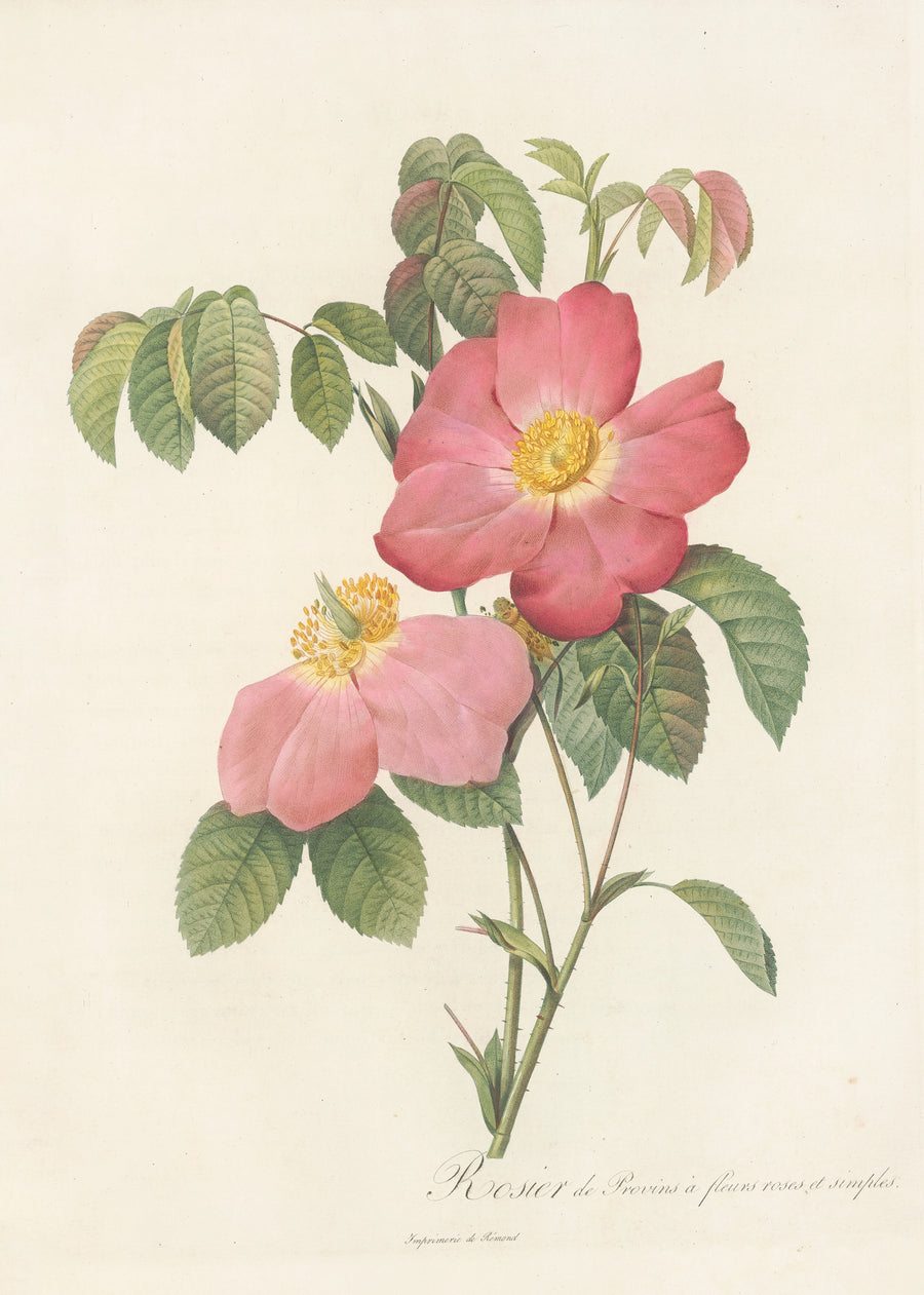 Pierre-Joseph Redouté — Les Roses: Rosa Gallica Rosea Flore Simplici | Botanical Illustration Print shown to scale on a wall above a sofa