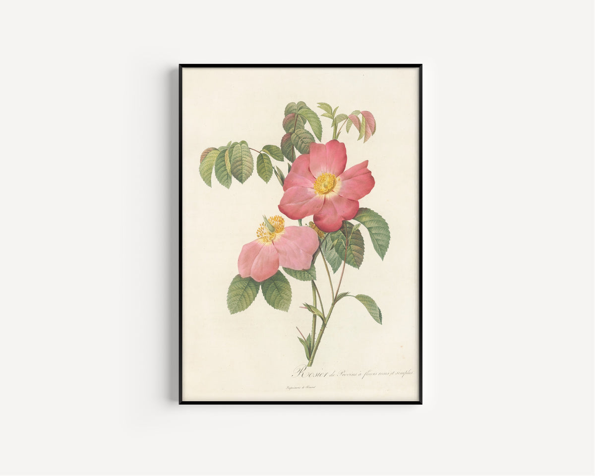 Framed art print of Les Roses: Rosa Gallica Rosea Flore Simplici by Pierre-Joseph Redouté, in a slim black frame on a plain white wall
