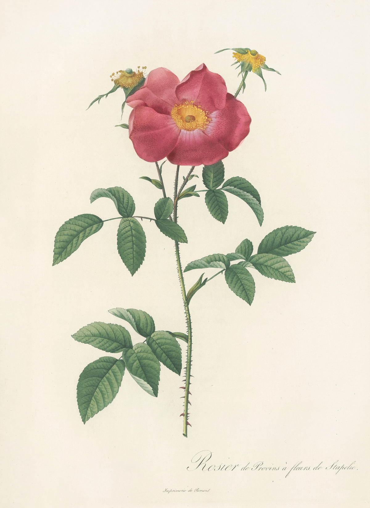 Les Roses: Rosa Gallica Stapeliae Flora by Pierre-Joseph Redouté — A crimson single rose with a yellow heart beside two spent flowers