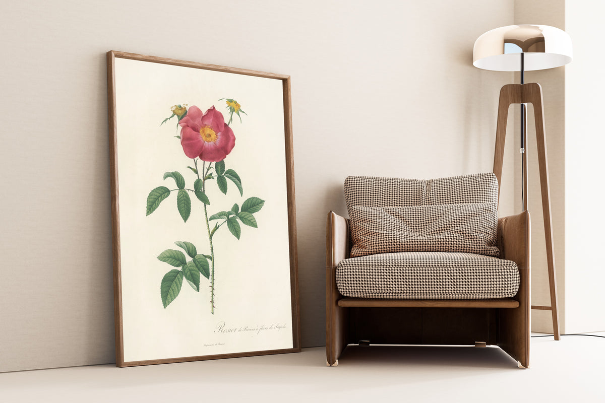 Framed art print of Les Roses: Rosa Gallica Stapeliae Flora by Pierre-Joseph Redouté, leaning against a wall beside an armchair and a floor lamp